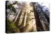 Divine Forest Light California Redwoods, Coastal Trees-Vincent James-Stretched Canvas