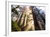 Divine Forest Light California Redwoods, Coastal Trees-Vincent James-Framed Photographic Print