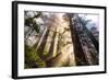 Divine Forest Light California Redwoods, Coastal Trees-Vincent James-Framed Photographic Print