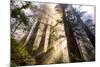 Divine Forest Light California Redwoods, Coastal Trees-Vincent James-Mounted Photographic Print