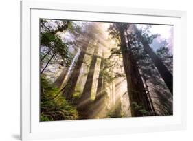 Divine Forest Light California Redwoods, Coastal Trees-Vincent James-Framed Photographic Print