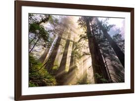 Divine Forest Light California Redwoods, Coastal Trees-Vincent James-Framed Photographic Print