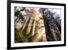 Divine Forest Light California Redwoods, Coastal Trees-Vincent James-Framed Photographic Print