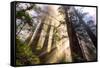 Divine Forest Light California Redwoods, Coastal Trees-Vincent James-Framed Stretched Canvas