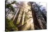 Divine Forest Light California Redwoods, Coastal Trees-Vincent James-Stretched Canvas