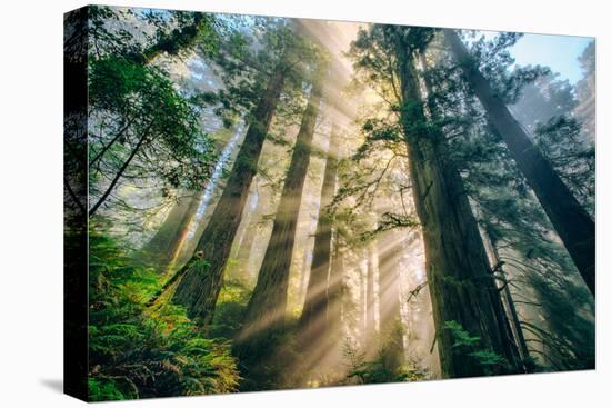 Divine Forest Light Coast Redwoods Del Norte California-Vincent James-Stretched Canvas