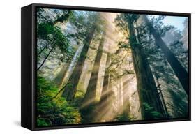 Divine Forest Light Coast Redwoods Del Norte California-Vincent James-Framed Stretched Canvas