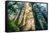 Divine Forest Light Coast Redwoods Del Norte California-Vincent James-Framed Stretched Canvas