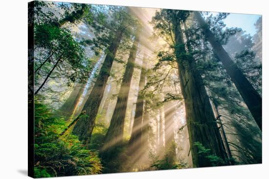 Divine Forest Light Coast Redwoods Del Norte California-Vincent James-Stretched Canvas