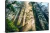 Divine Forest Light Coast Redwoods Del Norte California-Vincent James-Stretched Canvas