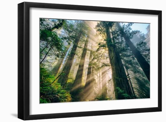 Divine Forest Light Coast Redwoods Del Norte California-Vincent James-Framed Premium Photographic Print