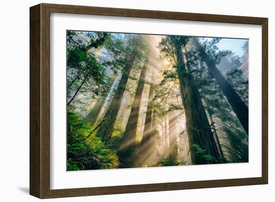 Divine Forest Light Coast Redwoods Del Norte California-Vincent James-Framed Photographic Print