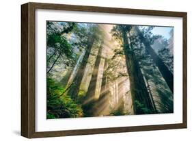 Divine Forest Light Coast Redwoods Del Norte California-Vincent James-Framed Photographic Print