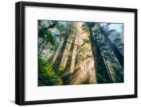 Divine Forest Light Coast Redwoods Del Norte California-Vincent James-Framed Photographic Print