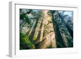 Divine Forest Light Coast Redwoods Del Norte California-Vincent James-Framed Photographic Print