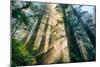 Divine Forest Light Coast Redwoods Del Norte California-Vincent James-Mounted Photographic Print