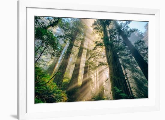 Divine Forest Light Coast Redwoods Del Norte California-Vincent James-Framed Photographic Print