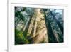 Divine Forest Light Coast Redwoods Del Norte California-Vincent James-Framed Photographic Print