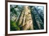 Divine Forest Light Coast Redwoods Del Norte California-Vincent James-Framed Photographic Print