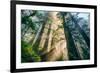 Divine Forest Light Coast Redwoods Del Norte California-Vincent James-Framed Photographic Print