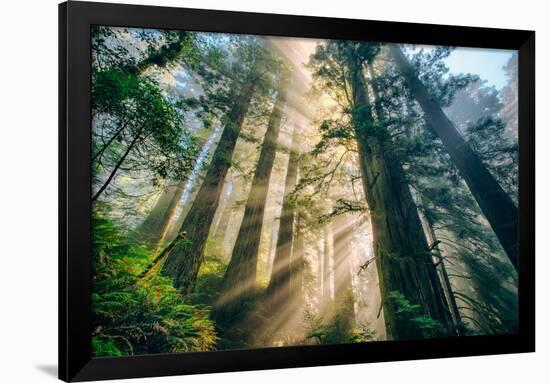 Divine Forest Light Coast Redwoods Del Norte California-Vincent James-Framed Photographic Print