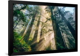 Divine Forest Light Coast Redwoods Del Norte California-Vincent James-Framed Photographic Print