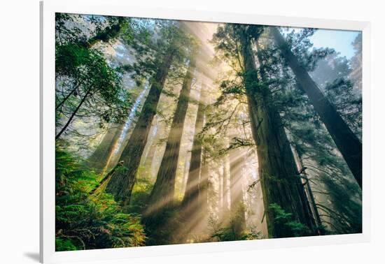 Divine Forest Light Coast Redwoods Del Norte California-Vincent James-Framed Photographic Print