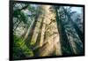 Divine Forest Light Coast Redwoods Del Norte California-Vincent James-Framed Photographic Print