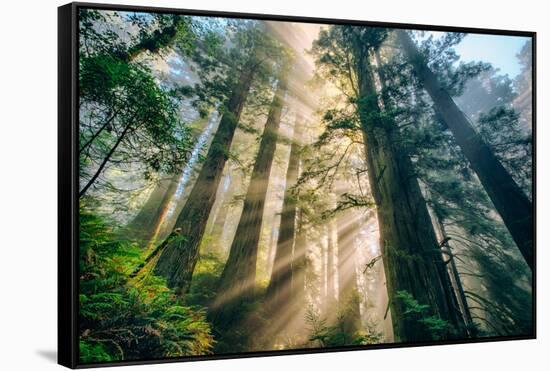 Divine Forest Light Coast Redwoods Del Norte California-Vincent James-Framed Stretched Canvas