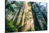 Divine Forest Light Coast Redwoods Del Norte California-Vincent James-Stretched Canvas