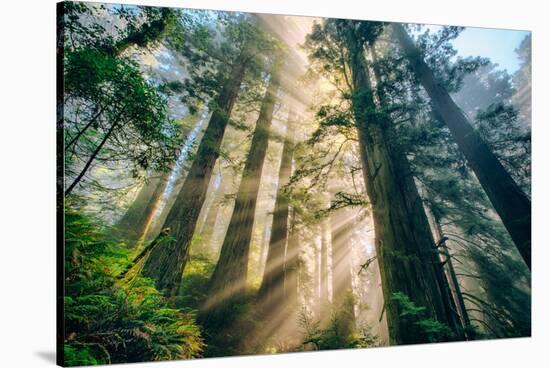 Divine Forest Light Coast Redwoods Del Norte California-Vincent James-Stretched Canvas