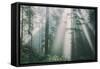 Divine Forest Light, Del Norte Coast Redwoods, Northern California-Vincent James-Framed Stretched Canvas