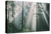 Divine Forest Light, Del Norte Coast Redwoods, Northern California-Vincent James-Stretched Canvas