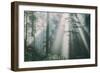 Divine Forest Light, Del Norte Coast Redwoods, Northern California-Vincent James-Framed Photographic Print