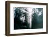Divine Forest Light - Redwoods California Coast-Vincent James-Framed Photographic Print