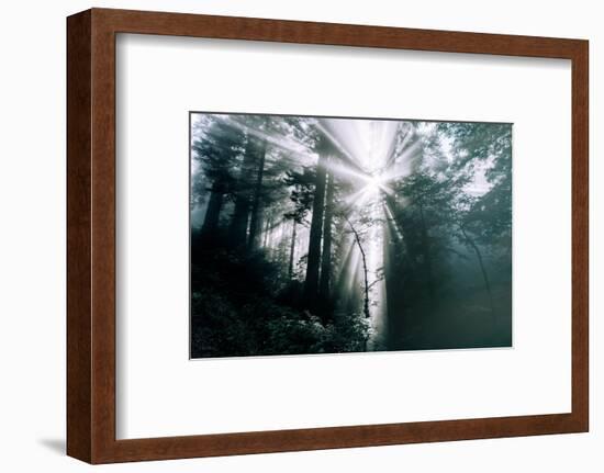 Divine Forest Light - Redwoods California Coast-Vincent James-Framed Photographic Print