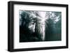 Divine Forest Light - Redwoods California Coast-Vincent James-Framed Photographic Print