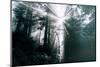 Divine Forest Light - Redwoods California Coast-Vincent James-Mounted Photographic Print