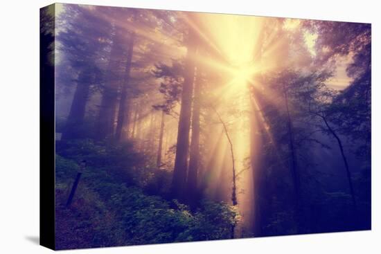 Divine Light and Coast Redwoods, Northern California-Vincent James-Stretched Canvas