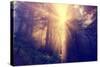 Divine Light and Coast Redwoods, Northern California-Vincent James-Stretched Canvas