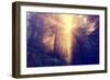 Divine Light and Coast Redwoods, Northern California-Vincent James-Framed Premium Photographic Print