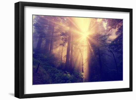 Divine Light and Coast Redwoods, Northern California-Vincent James-Framed Premium Photographic Print