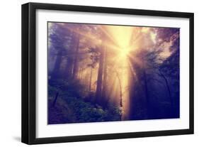 Divine Light and Coast Redwoods, Northern California-Vincent James-Framed Premium Photographic Print