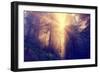 Divine Light and Coast Redwoods, Northern California-Vincent James-Framed Premium Photographic Print