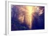 Divine Light and Coast Redwoods, Northern California-Vincent James-Framed Photographic Print