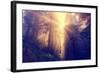 Divine Light and Coast Redwoods, Northern California-Vincent James-Framed Photographic Print