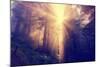 Divine Light and Coast Redwoods, Northern California-Vincent James-Mounted Photographic Print