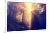 Divine Light and Coast Redwoods, Northern California-Vincent James-Framed Photographic Print