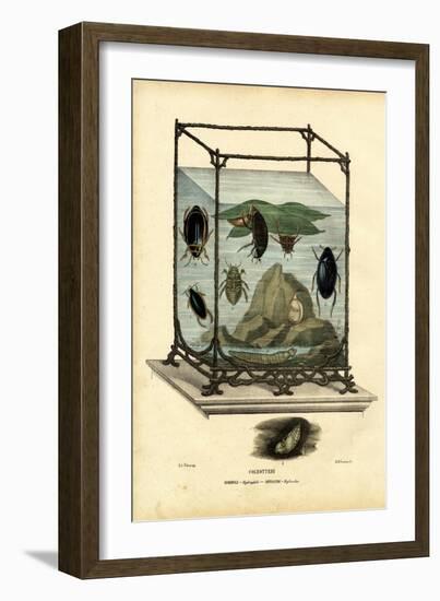 Diving and Water Beetles, 1863-79-Raimundo Petraroja-Framed Giclee Print
