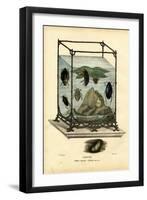 Diving and Water Beetles, 1863-79-Raimundo Petraroja-Framed Giclee Print